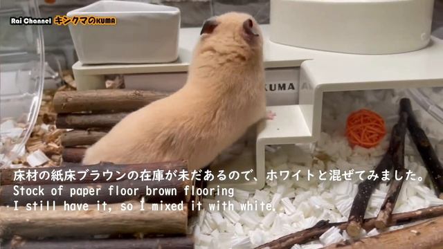 ハムスター水槽ケージ掃除後の様子＋アイテム紹介【ハムスター日常観察】キンクマハムスター観察