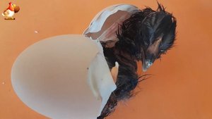 Как цыпленок вылупляется из яйца 🐣 после наклёвки скорлупы по кругу 🐤