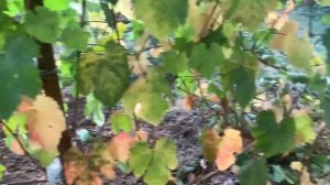 Виноград 23 года в Подмосковье.