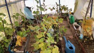 Виноград.первый снег этой осени))