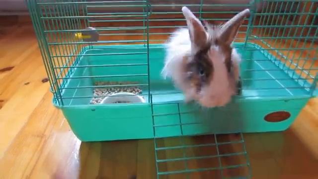 [А ну-ка Давай-ка]ПРАНКИ НА 1 АПРЕЛЯ! КОТ И КРОЛИК БАФФИ РАЗЫГРАНЫ! НОВЫЕ ПРИКОЛЫ! 5 СМЕШНЫХ ПРАНКА
