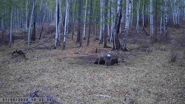 МОЛОДОЙ САМЕЦ И САМКА СИБИРСКИХ КОСУЛЬ смотреть онлайн