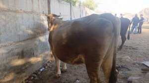 н.ШАХРИТУС Мол бозор КУРБОН ХАЙИТГА НАРХЛАР ТУШДИ ОЗ БУЛСАХАМ.14.06.2024