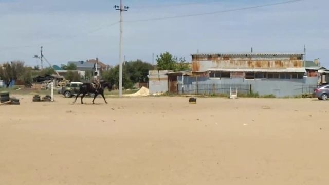 лошадь