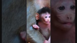 Baby monkey: Первая фотосессия