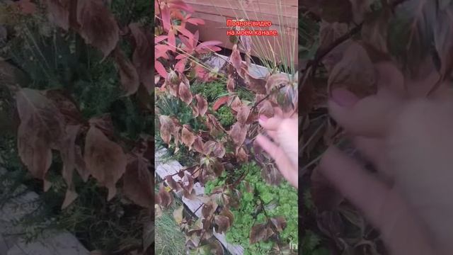 Где растёт и зимует Сбежавшая Невеста?