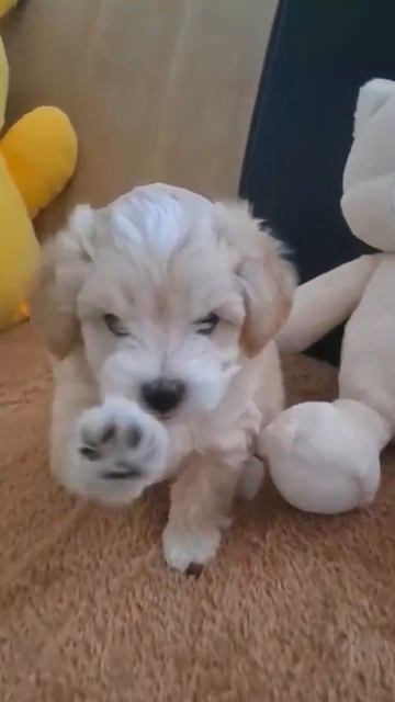 Мальтипу Ф1  Нашёл свою семью  #мальтипу#собачка#maltipoo#продажащенков#мальтипумини#щенок#купить#