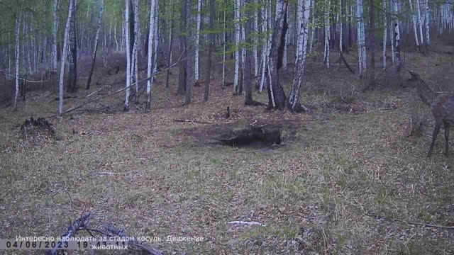 ИЗЮБРИХА БОИТСЯ СОЛОНЦА САМКА КОСУЛИ смотреть онлайн