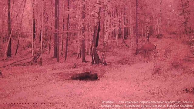 ИЗЮБРИХА В ДИКОЙ ПРИРОДЕ НА СОЛОНЦЕ смотреть онлайн