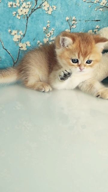Британский короткошерстный котенок золотая шиншилла Stefan. Окрас: черный золотой затушеванный.