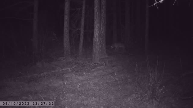 ВОЛЧАРА И КОСУЛИ ФОТОЛОВУШКА смотреть онлайн