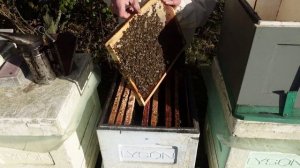 осенние выравнивание семей