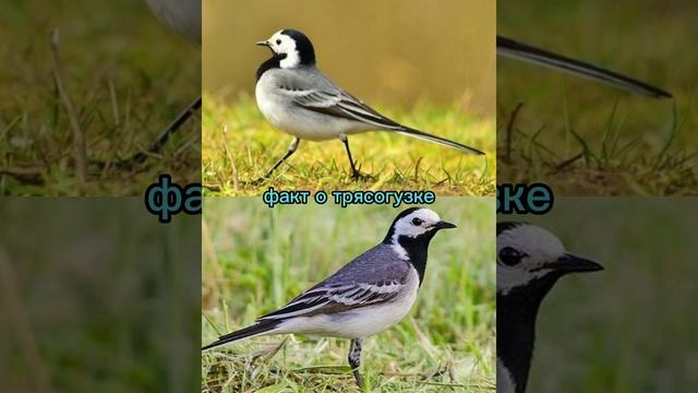 факт о трясогузке