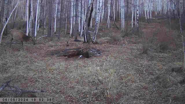 МОЛОДАЯ ИЗЮБРИХА смотреть онлайн