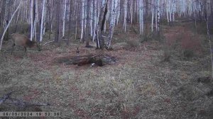 МОЛОДАЯ ИЗЮБРИХА