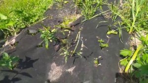 Рыбный суп с креветками и сливками   Разговор на кухне
