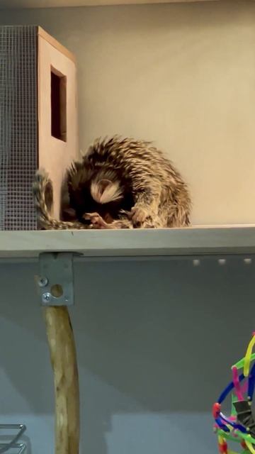 #добройночи #спатьпора #обезьянкидома #shortvideo #игрунка #zoo #доброевидео #monkey #animal #ютуб
