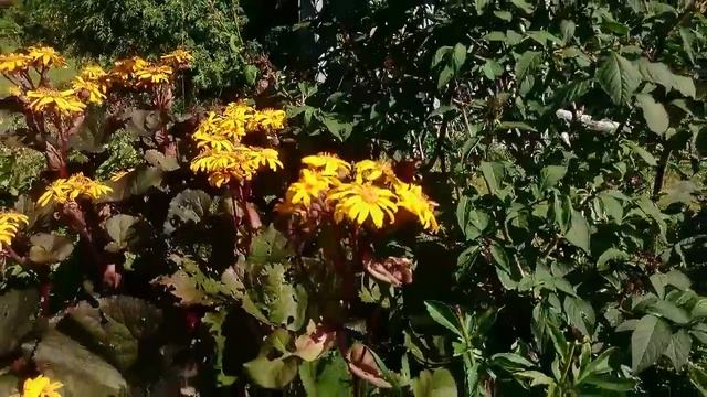 Ligularia смотреть онлайн