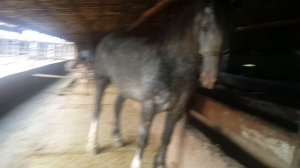 АКСУКЕНТ.чк.Американский Першерон.кличкаЗАБАВА