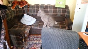 Мой кот гавкает