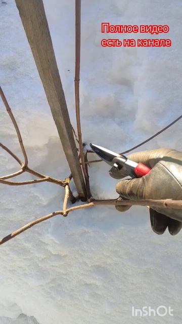 Как избежать разлома гортензии .