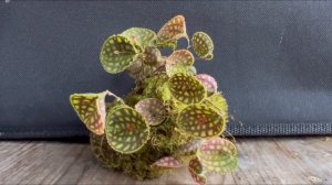 Lepanthes calodyction — самый простой лепантес