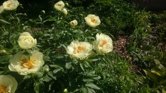 Paeonia lemon Chiffon смотреть онлайн
