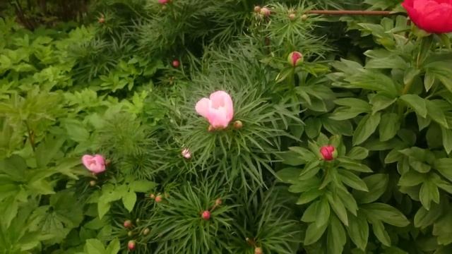 Коллекция Марианны Успенской в Ботаническом саду МГУ. смотреть онлайн