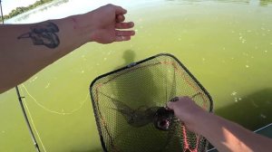 КРУПНЫЙ СУДАК СБИЛСЯ НА МЕЛЯКЕ И ЛУПИТ ТОЛЬКО НА НЕЁ! Ловля судака на джиг. Рыбалка на спиннинг 202