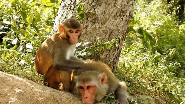 Обезьяны🐒 🐒🐒 Как в салоне красоты/Funny Monkey#обезьяны#смешныеживотные#monkey