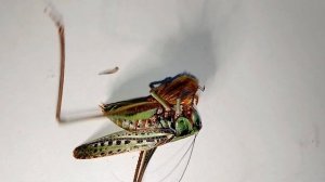 Кузнечики vs Сильный Жук! Кто победит? (Katydids vs Strong Beetle!)
