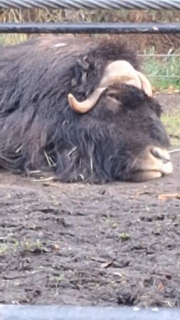 🥹🫨 Cute Sleepy Musk Ox #zoolife