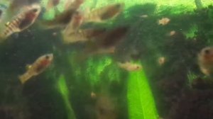 Лимия чернополосая.