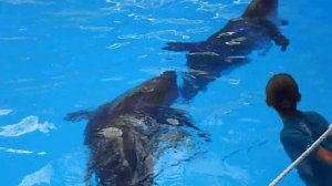 Дельфинарий Немо. Донецк.AVI