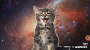 Как поют котята
