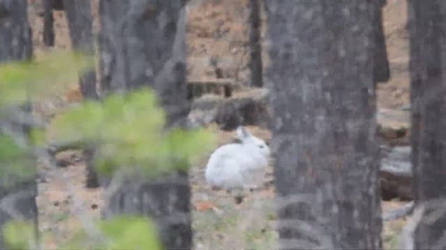 ОХОТА НА ЗАЙЦА БЕЛЯКА ОСЕНЬЮ ПО ЧЕРНОТРОПУ смотреть онлайн