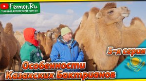 В чём уникальность Казахских Бактрианов? Отличия гибридов от чистопородных верблюдов. Баймуканов Д.А