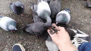 Кормим голубей.