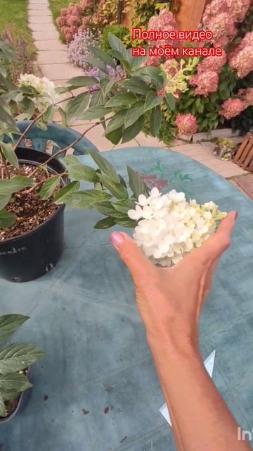 Обзор гортензии Граундбрекер/Groundbreaker.