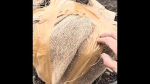 Формируем ком при выкопке дерева!