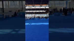Elena Incanto Del Mondo kennel в прямом эфире!