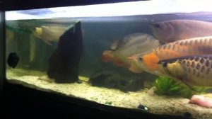 Азиатские арованы