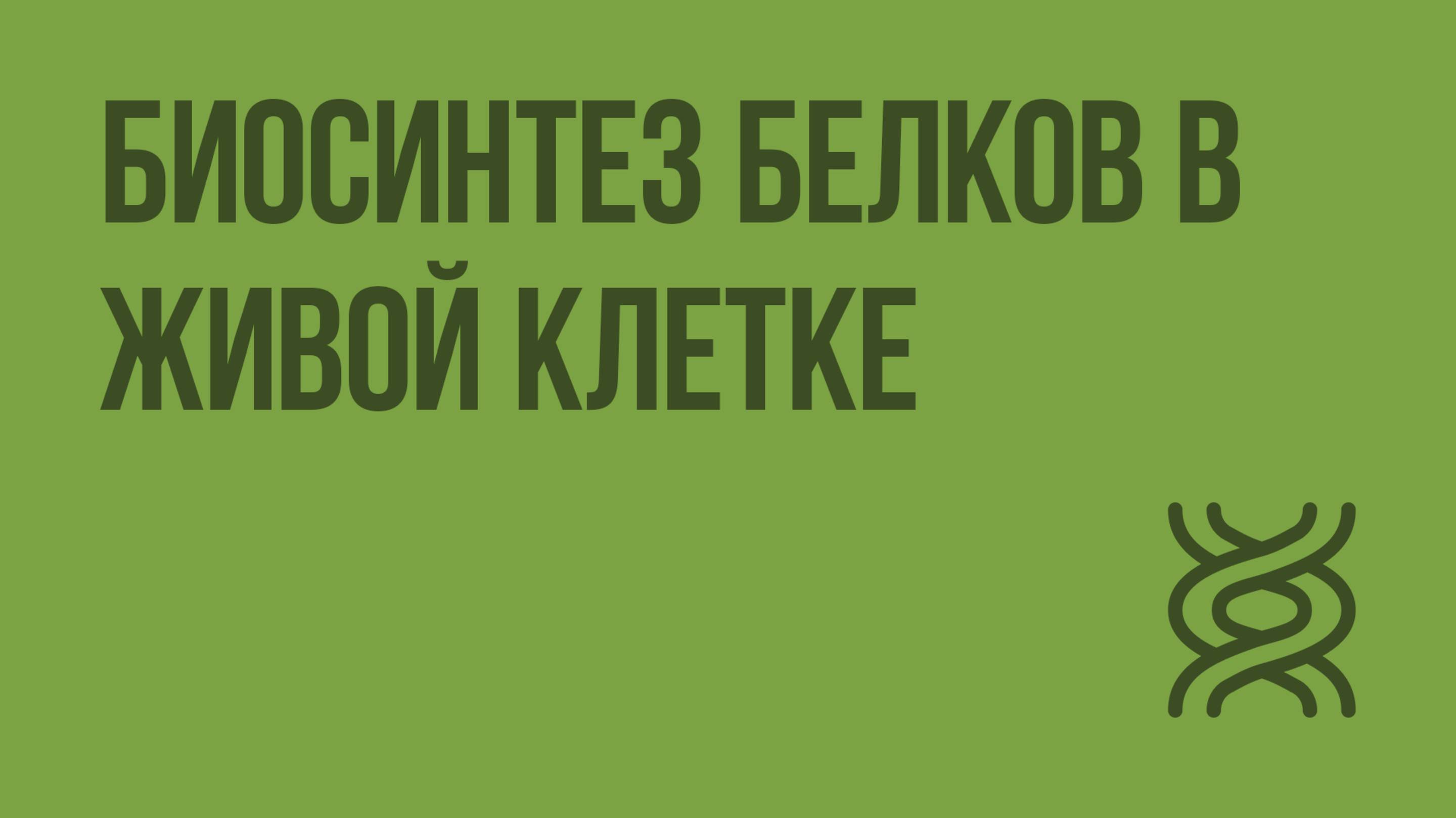 Биосинтез белков в живой клетке. Видеоурок по биологии 9 класс