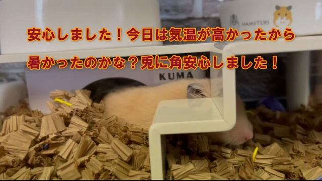 ハムスターが中途半端な姿勢で停止状態に緊急撮影【ハムスター注意点】ハムスター注意（ハムスタートイレの砂）ハムスタートイレの砂交換"ハムスター知識"ハムスターバック
