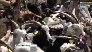 Чипирование КРС является важной частью зоотехнического учета в животноводстве