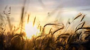 Аркадий Кобяков Унесите меня журавли