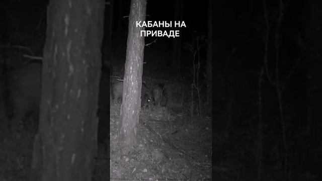 КАБАНЫ НА ПРИВАДЕ #shorts смотреть онлайн
