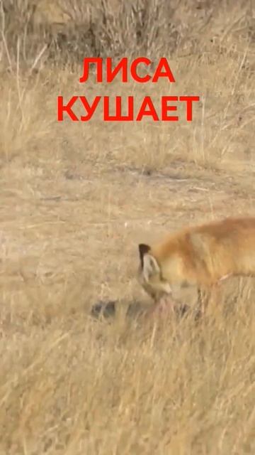 ЛИСА #shorts смотреть онлайн