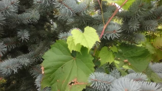 7 октября 2017 г. смотреть онлайн