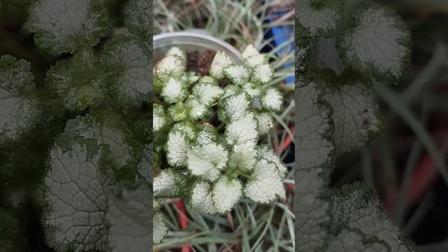 Что посадить в полутень , чтоб цвело и многолетнее? Яснотка!